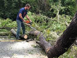 Trusted Hypoluxo, FL Tree Care Experts