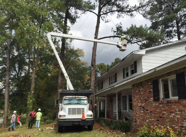 Best Utility Line Clearance  in Hypoluxo, FL