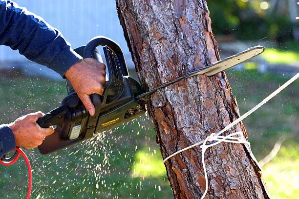 Best Tree Trimming and Pruning  in Hypoluxo, FL